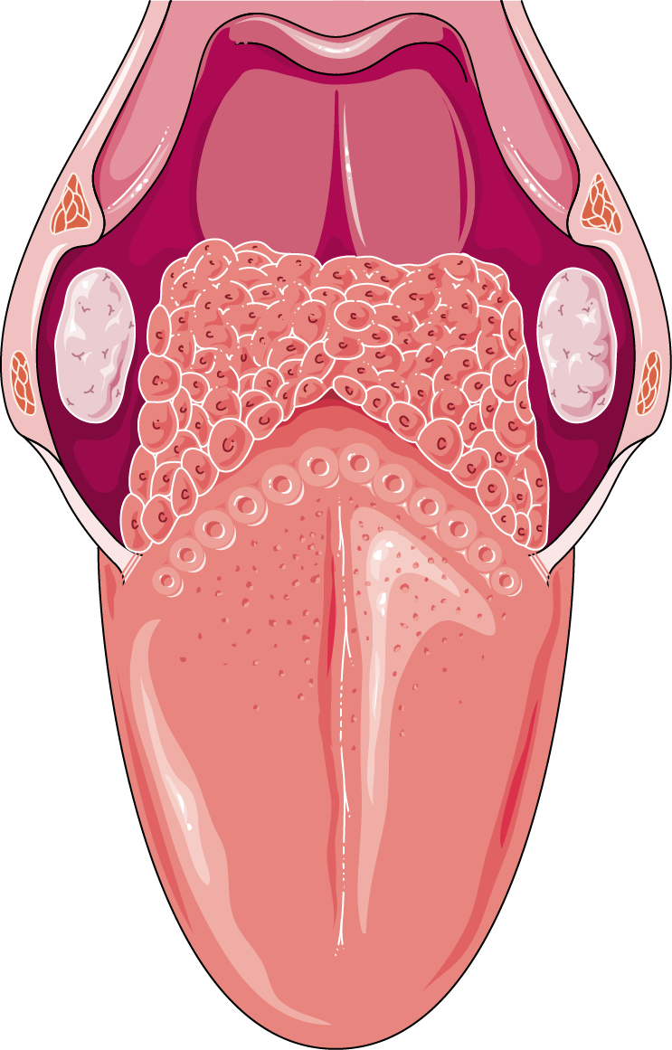 Human Tongue Anatomy Illustration PNG image