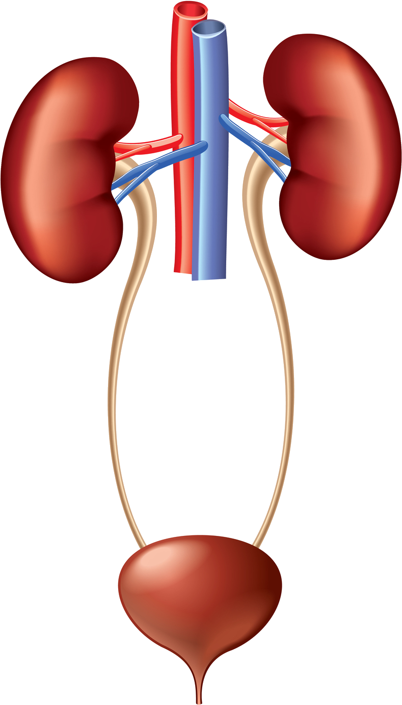 Human Urinary System Anatomy PNG image