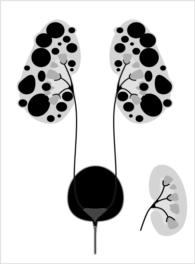 Human Urinary System Illustration PNG image
