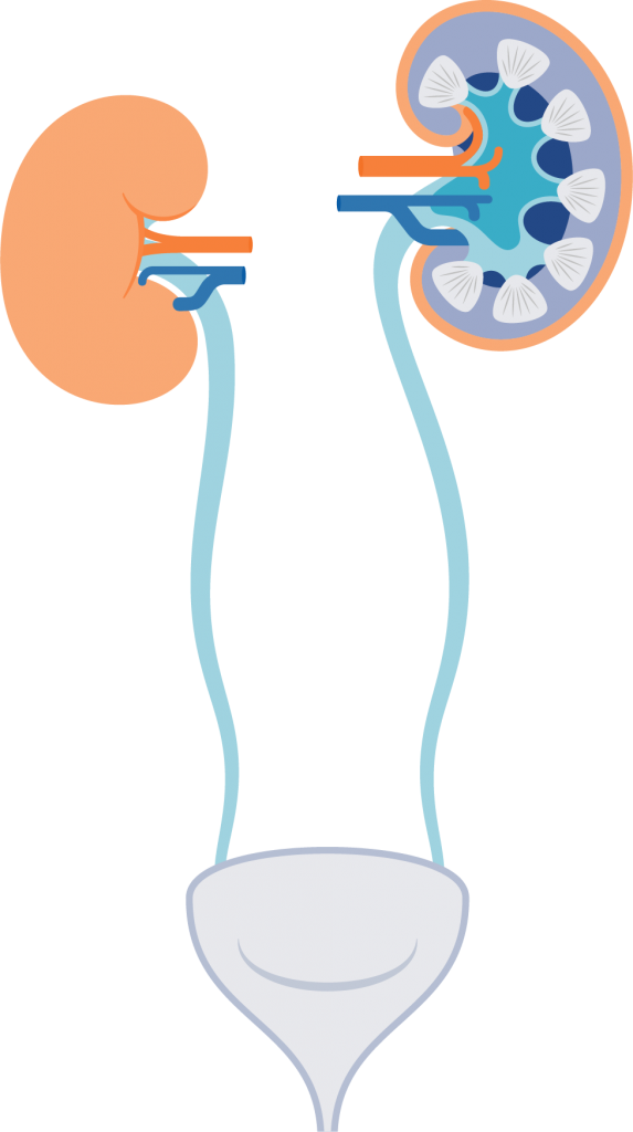 Human Urinary System Illustration PNG image