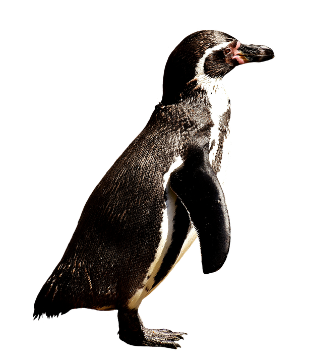 Humboldt Penguin Standing PNG image