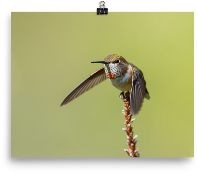 Hummingbird Perchedon Flower Stalk PNG image