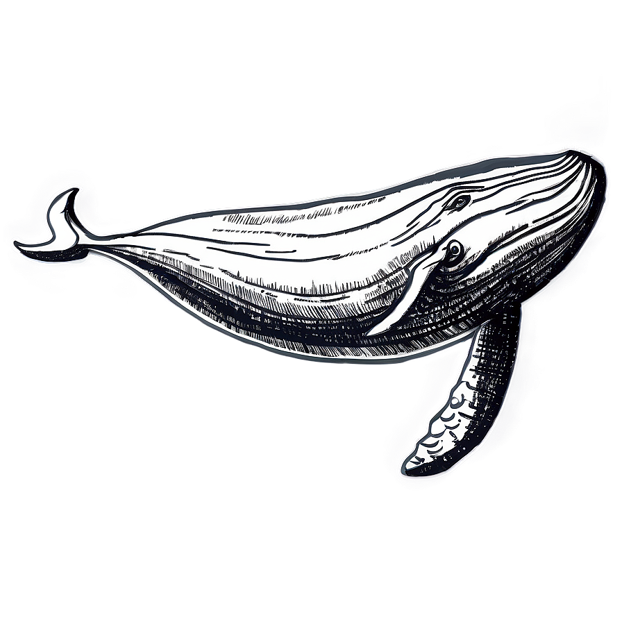 Humpback Whale Ancient Drawing Png Aas PNG image