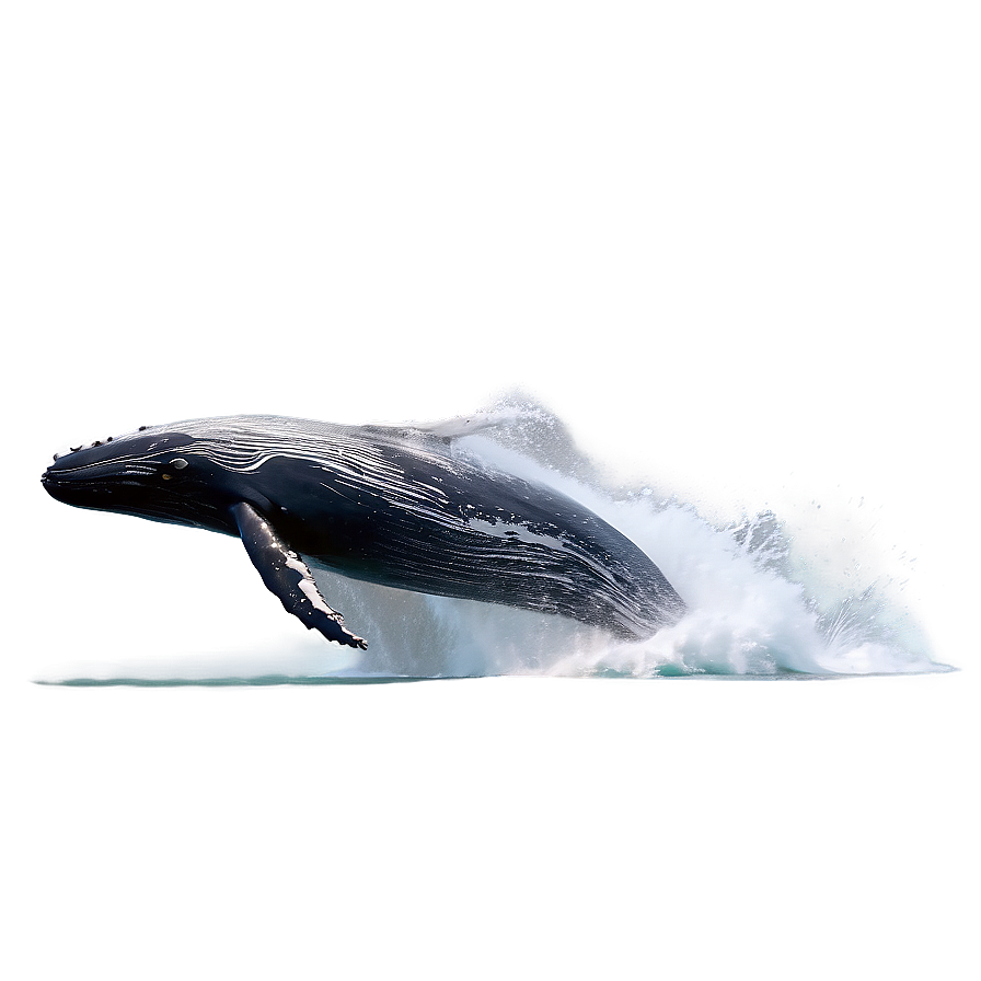 Humpback Whale Breach Sequence Png 06212024 PNG image