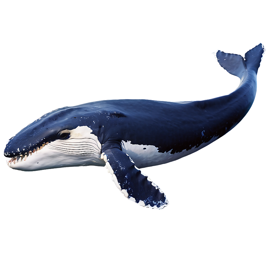 Humpback Whale Feeding Behavior Png Bdq PNG image