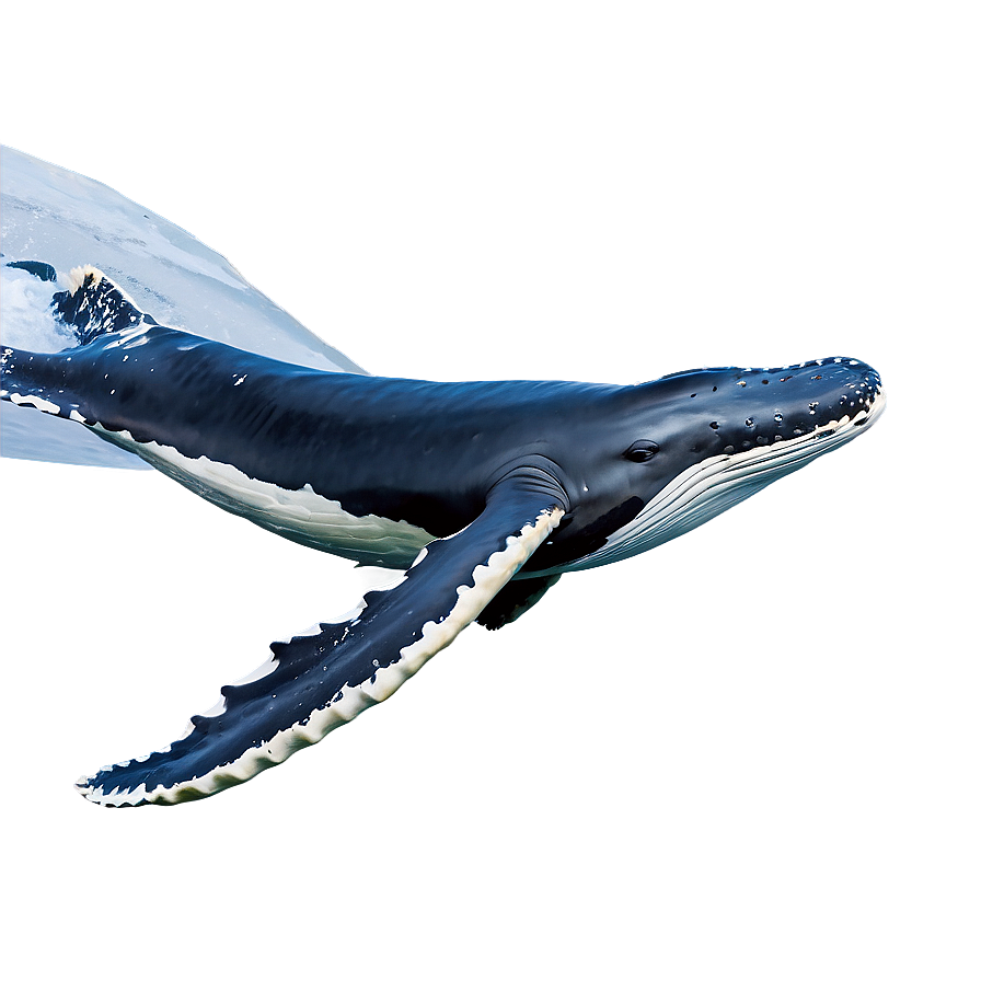 Humpback Whale Fluking Behavior Png 22 PNG image