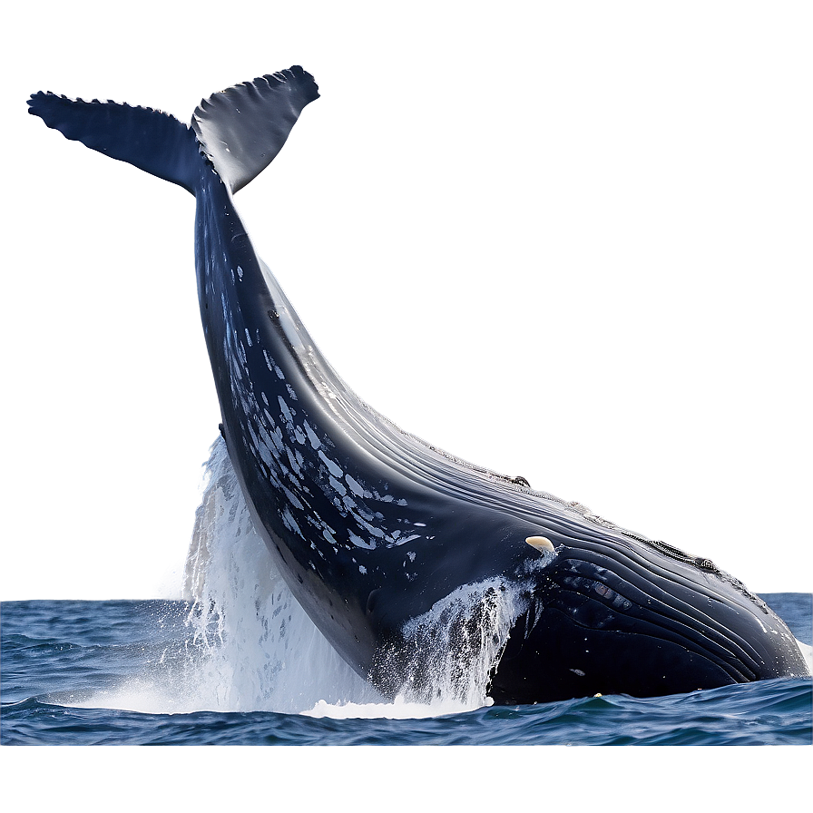 Humpback Whale Gentle Giant Png 06212024 PNG image