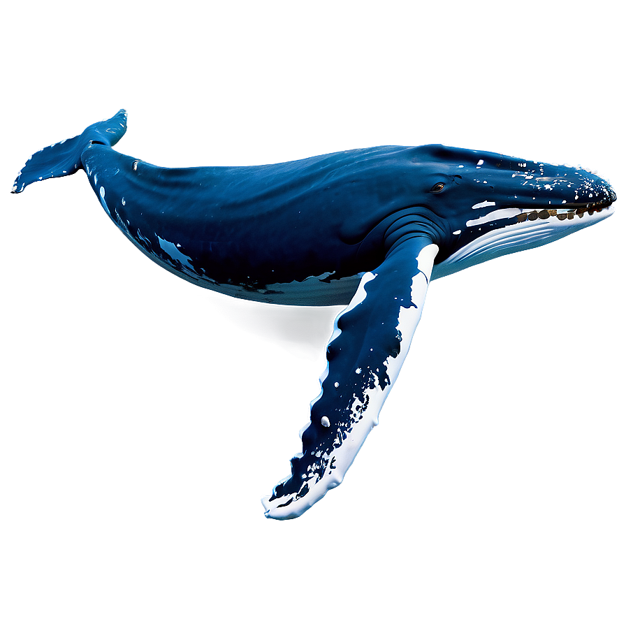 Humpback Whale Gentle Giant Png Fqm37 PNG image