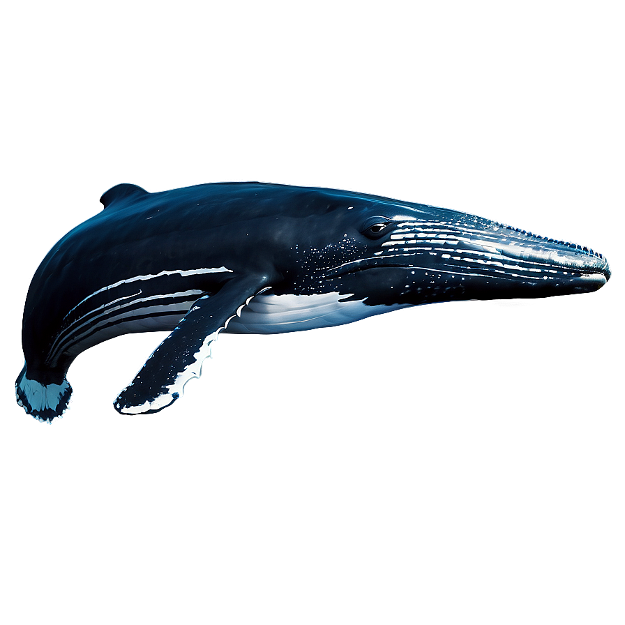 Humpback Whale Gentle Giant Png Onj54 PNG image