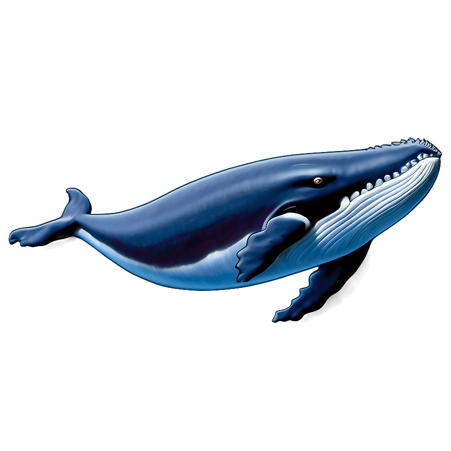 Humpback Whale Identification Guide Png Coe71 PNG image