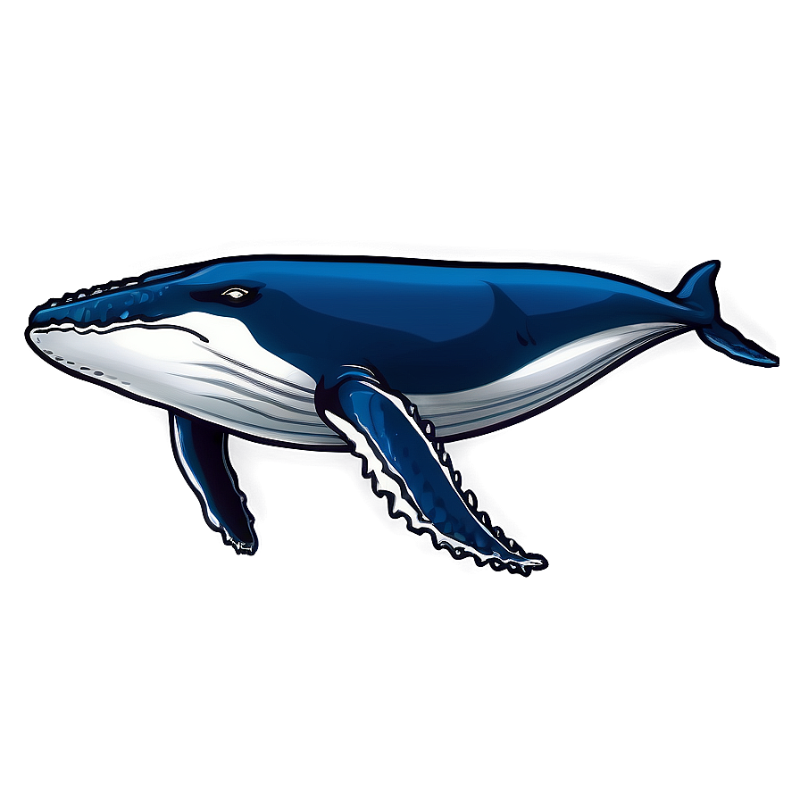 Humpback Whale Illustration Png 06212024 PNG image