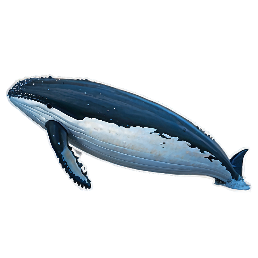 Humpback Whale In Natural Habitat Png 06212024 PNG image