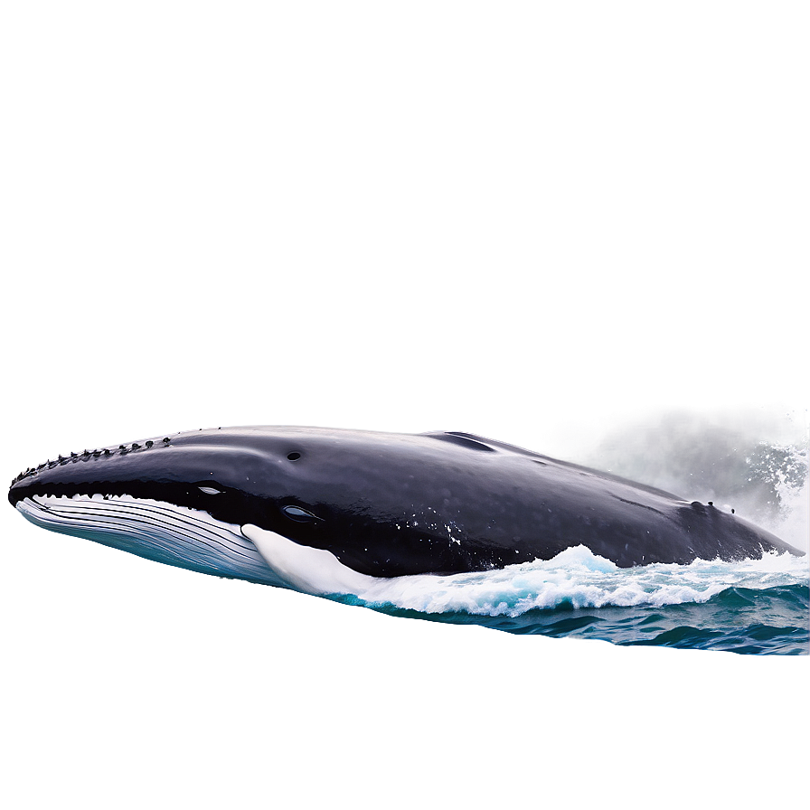 Humpback Whale In Natural Habitat Png 75 PNG image