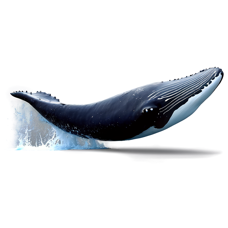 Humpback Whale Jumping Animation Png 06212024 PNG image