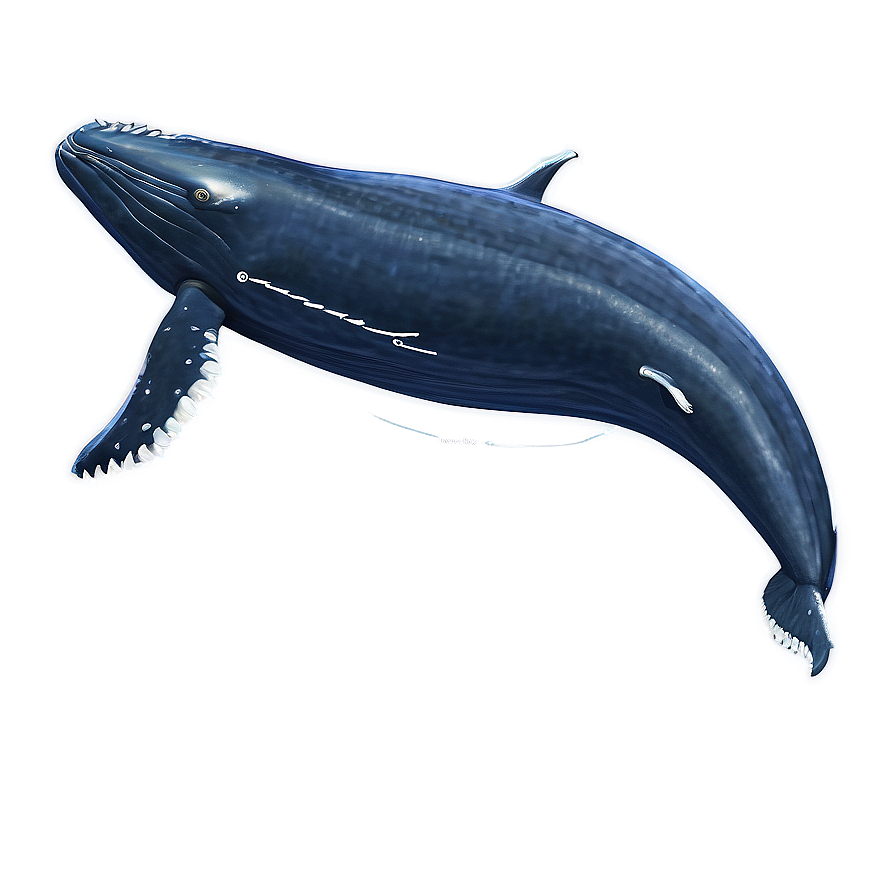 Humpback Whale Migration Route Png 24 PNG image