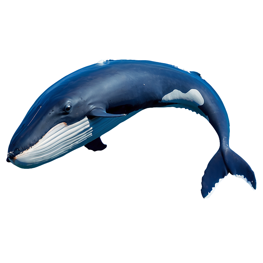 Humpback Whale Ocean Explorer Png 06212024 PNG image