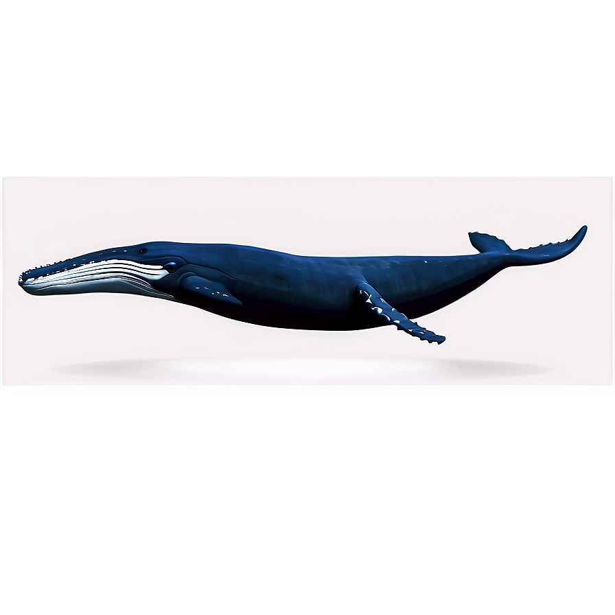 Humpback Whale Ocean Explorer Png 53 PNG image