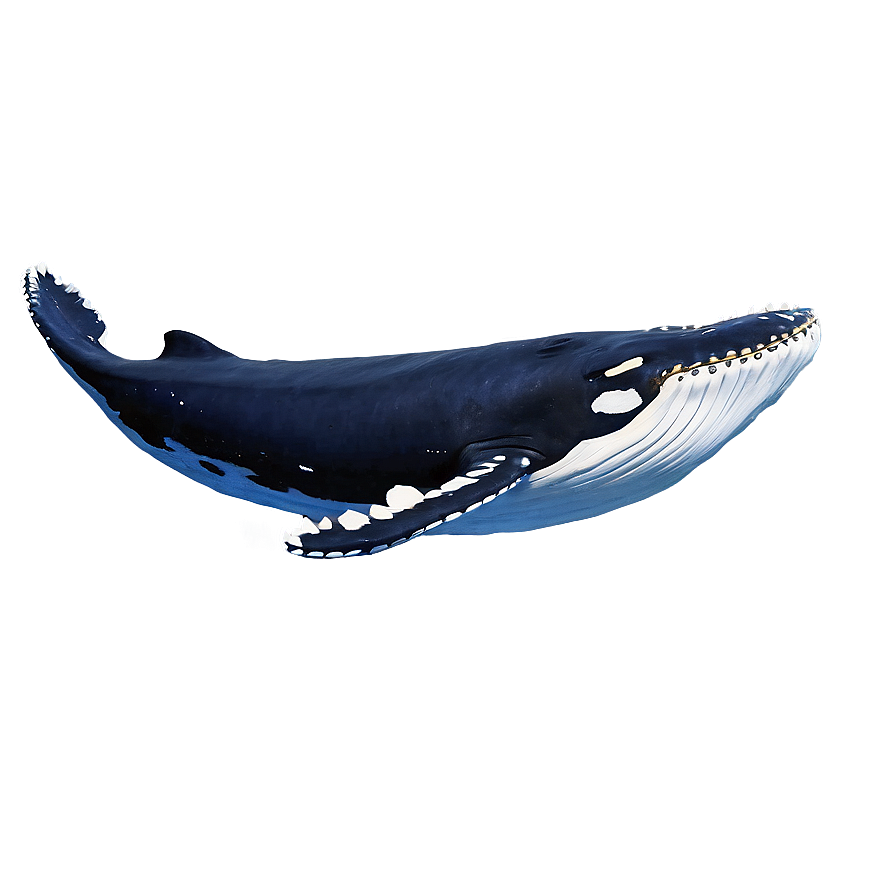 Humpback Whale Ocean Giants Png 06212024 PNG image