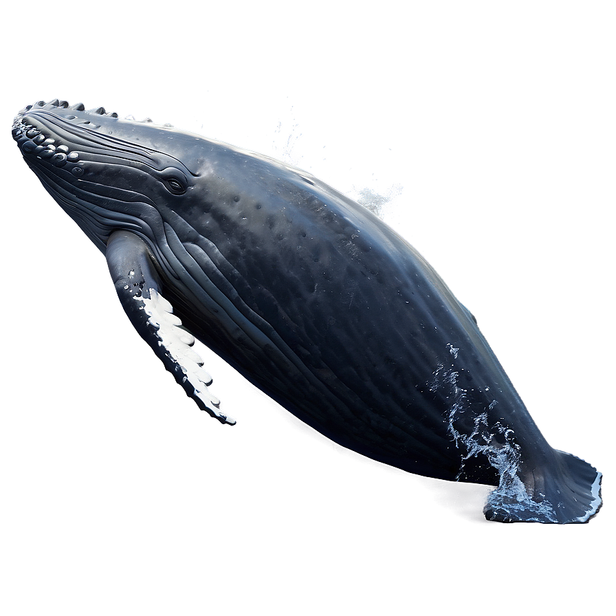 Humpback Whale Peaceful Ocean Png Gts77 PNG image