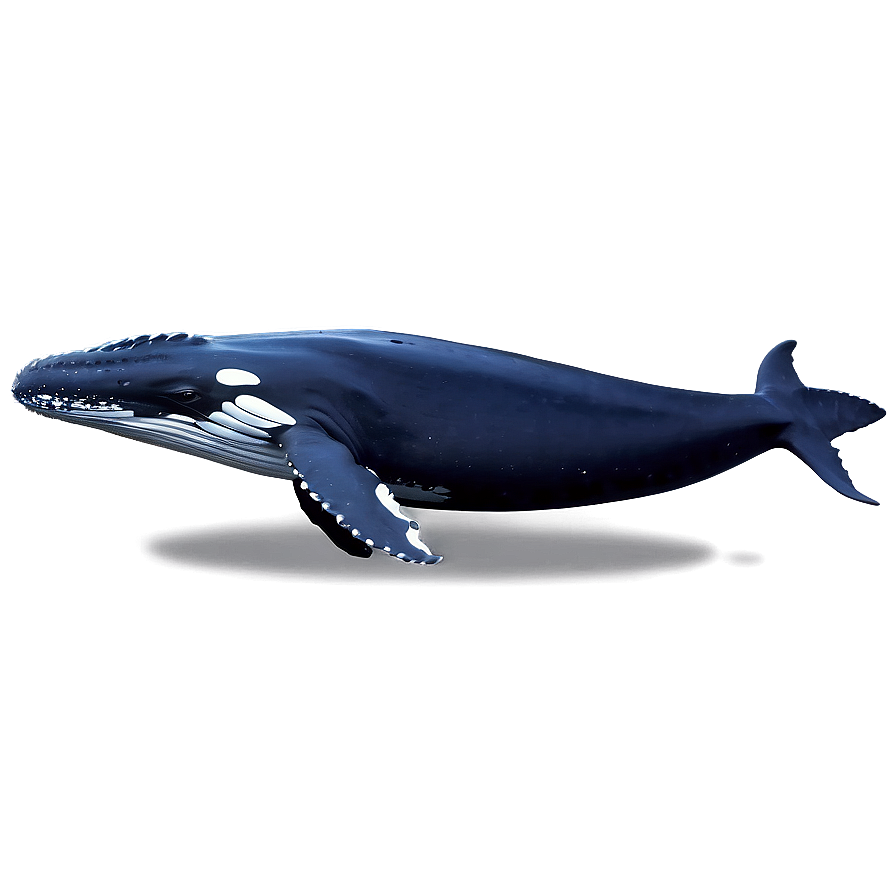 Humpback Whale Pod Family Png Ngp75 PNG image