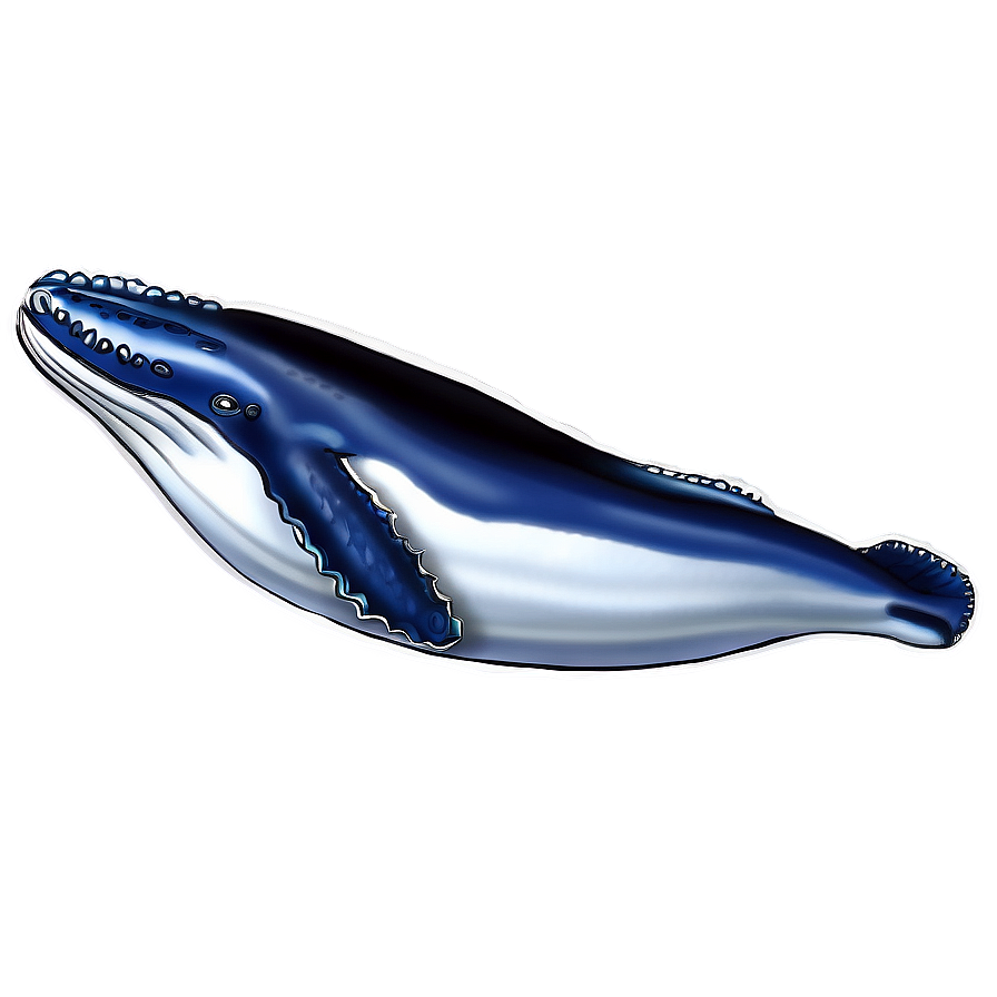 Humpback Whale Scientific Illustration Png Ihr82 PNG image