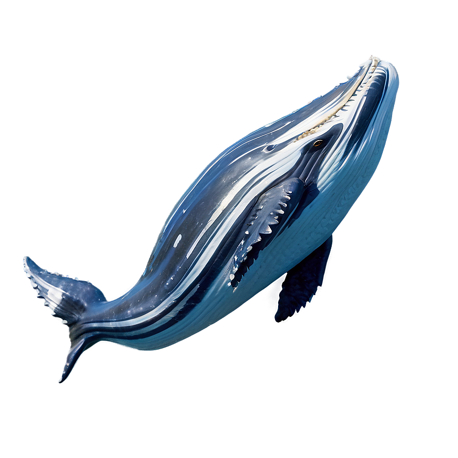 Humpback Whale Song Visualization Png 06212024 PNG image