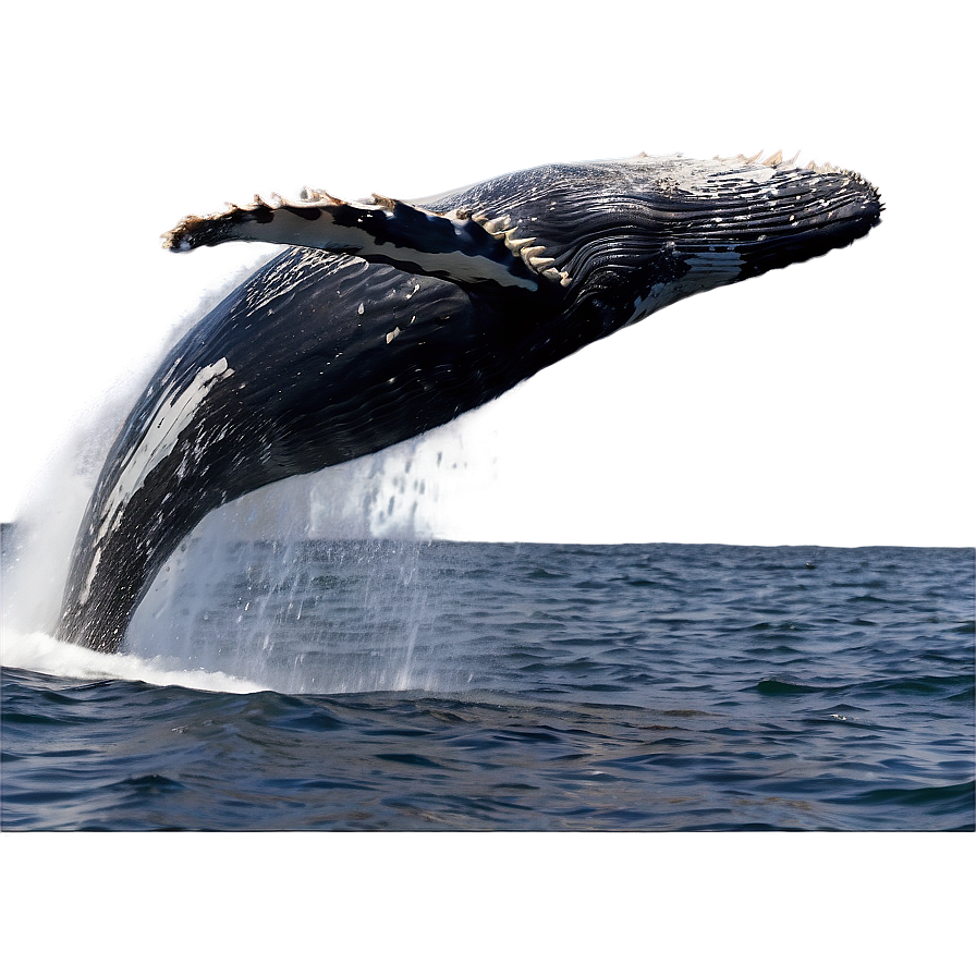 Humpback Whale Surface Breaching Png Xpu61 PNG image