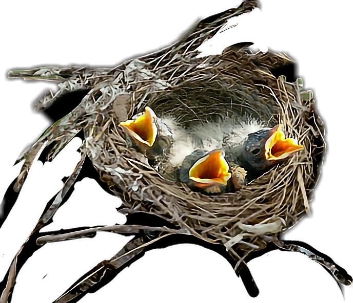 Hungry Chicksin Nest.png PNG image