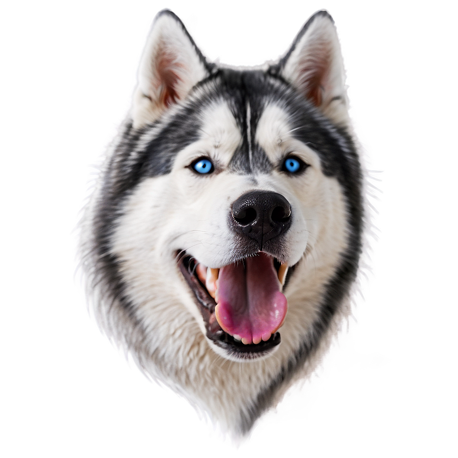 Husky Dog Head Png Kdj PNG image