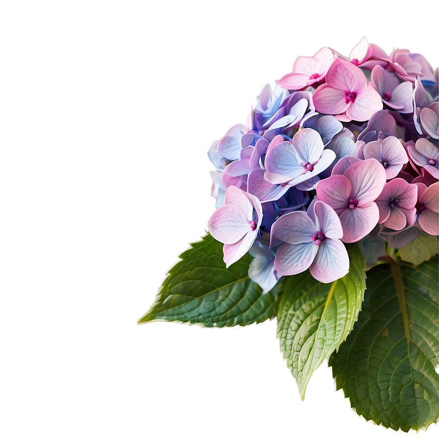 Hydrangea Bloom Png 67 PNG image