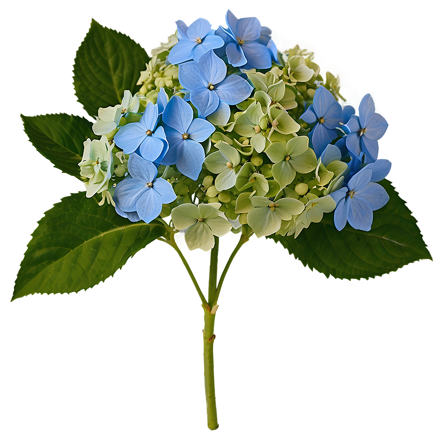 Hydrangea Blossom Png 05242024 PNG image
