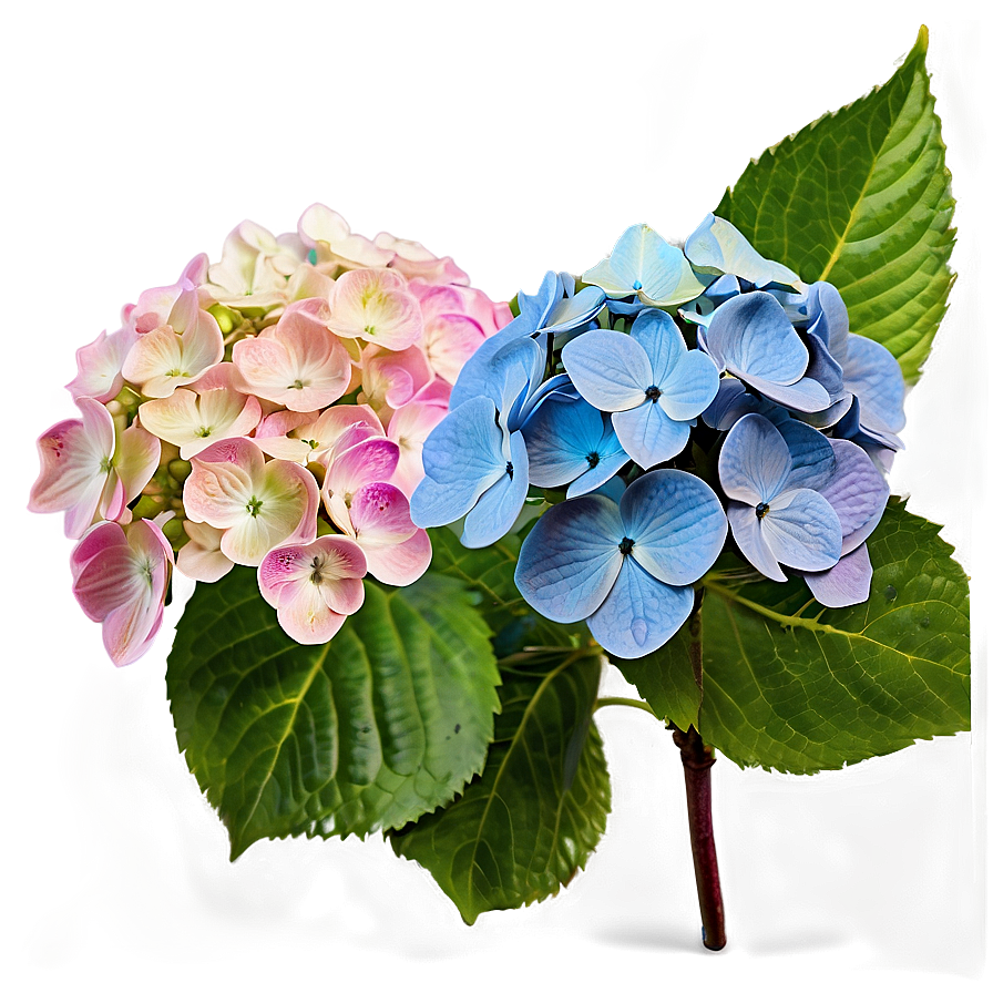 Hydrangea Blossom Png 69 PNG image