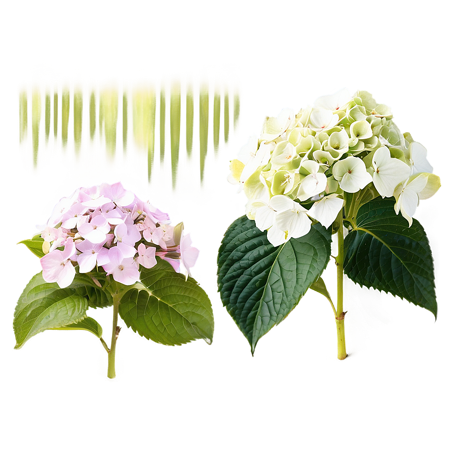 Hydrangea Blossom Png Cug PNG image