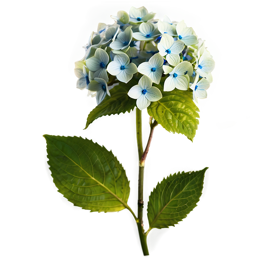 Hydrangea Blossom Png Pja PNG image
