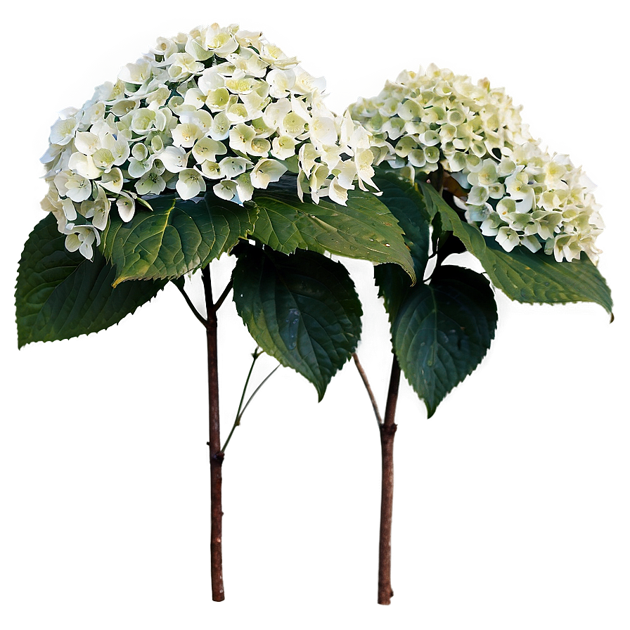 Hydrangea Bush Png Duc18 PNG image