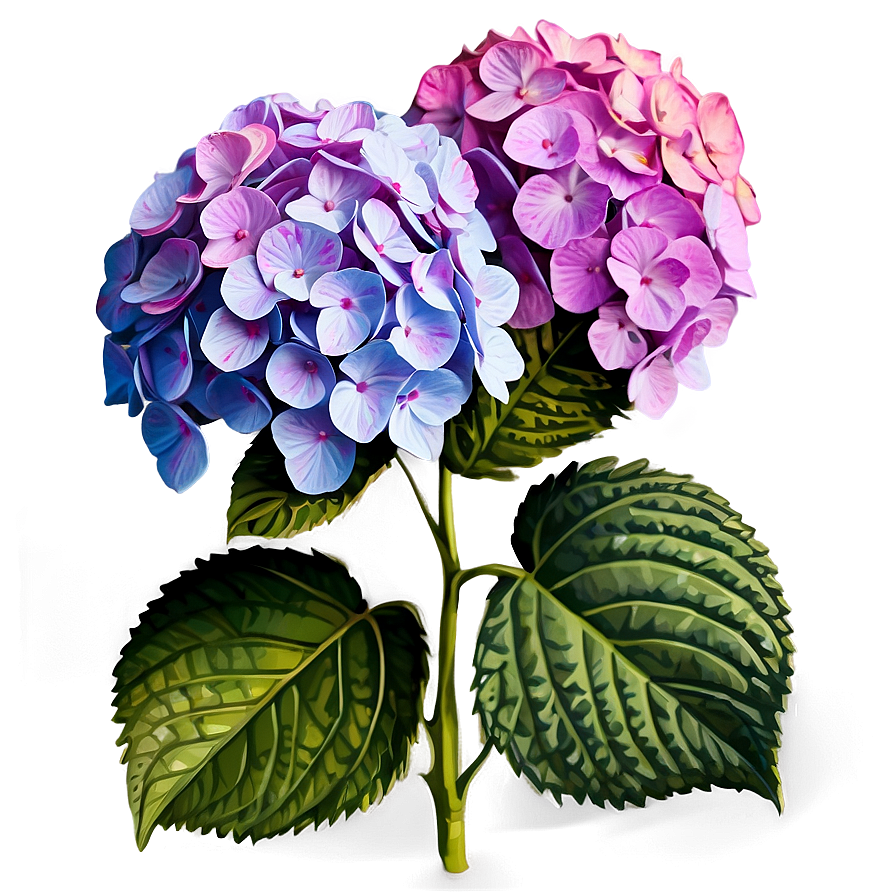 Hydrangea Clipart Png Xsp72 PNG image