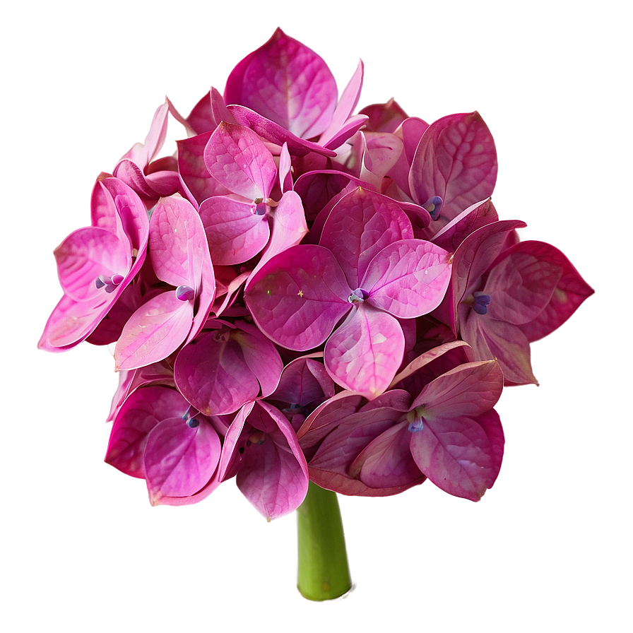 Hydrangea Close-up Png 8 PNG image