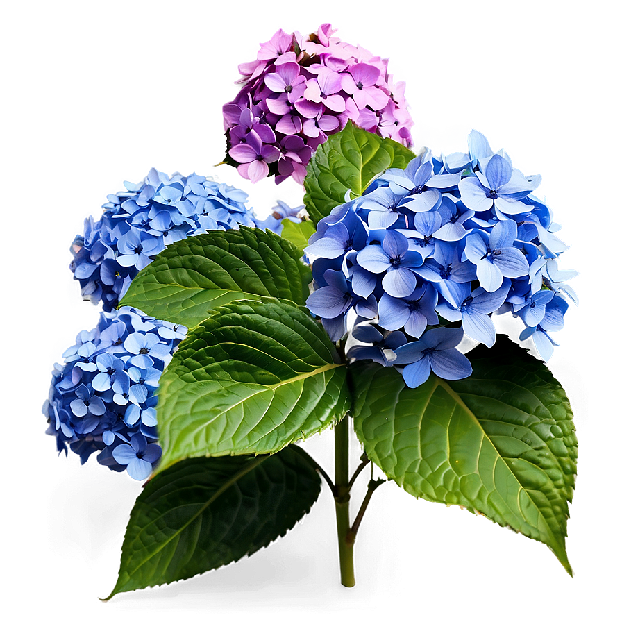 Hydrangea Flower Bush Png 06122024 PNG image