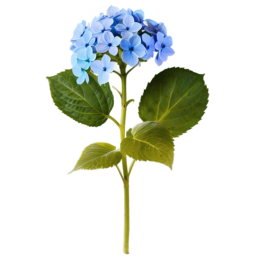 Hydrangea Flower Png Aag53 PNG image