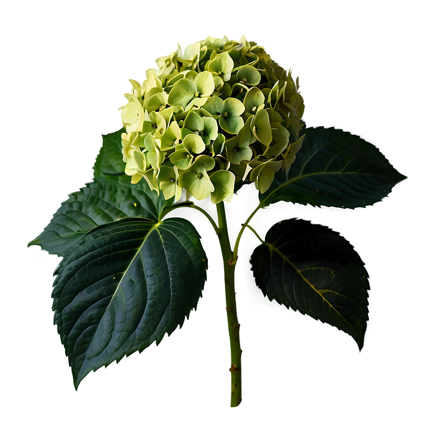 Hydrangea Flower Png Xsp PNG image