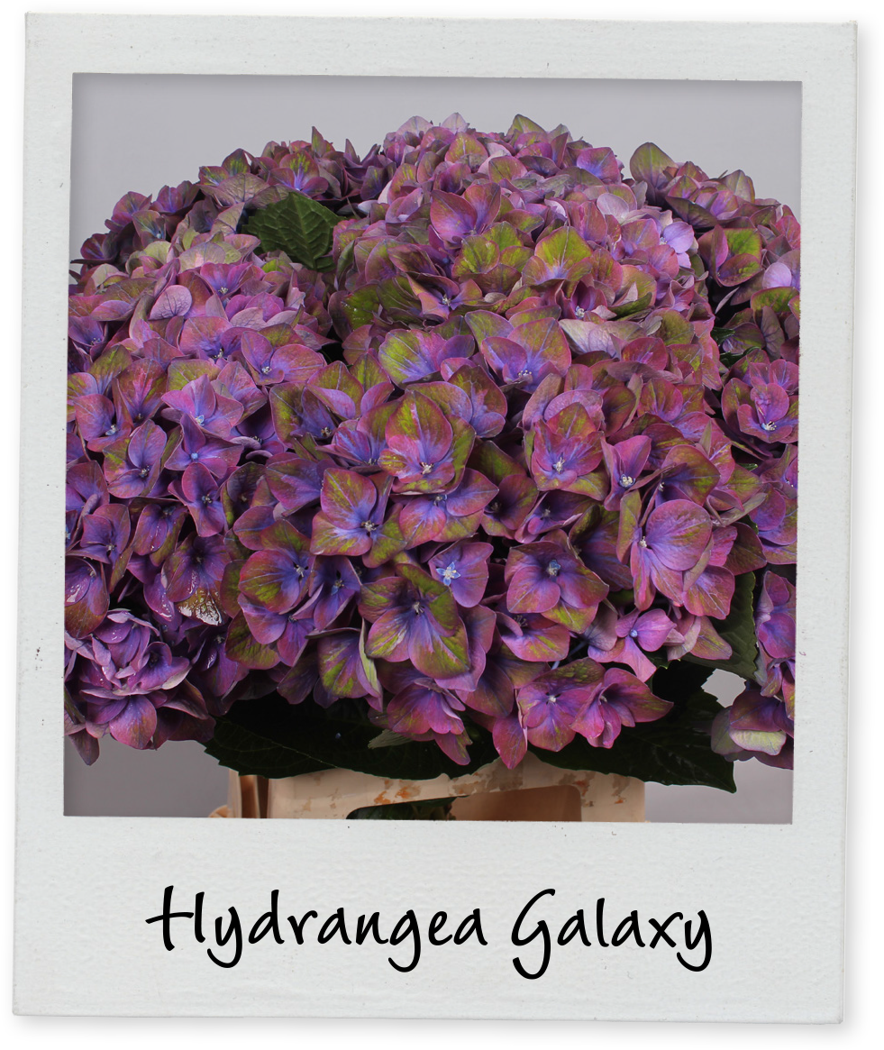 Hydrangea Galaxy Floral Display PNG image