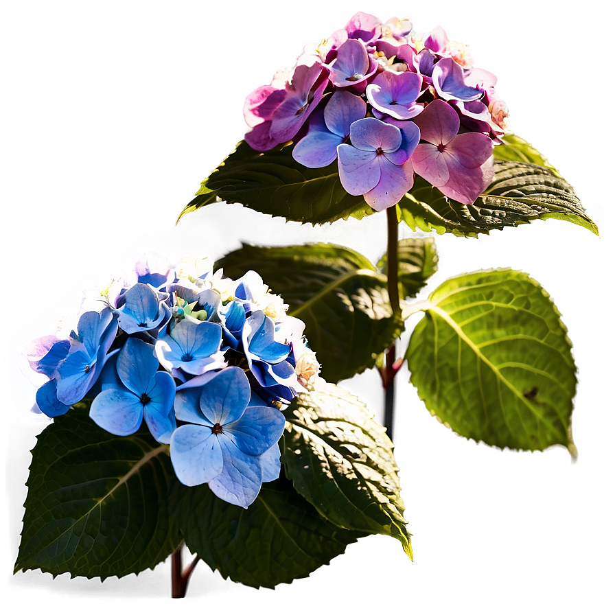 Hydrangea In Sunlight Png 05242024 PNG image
