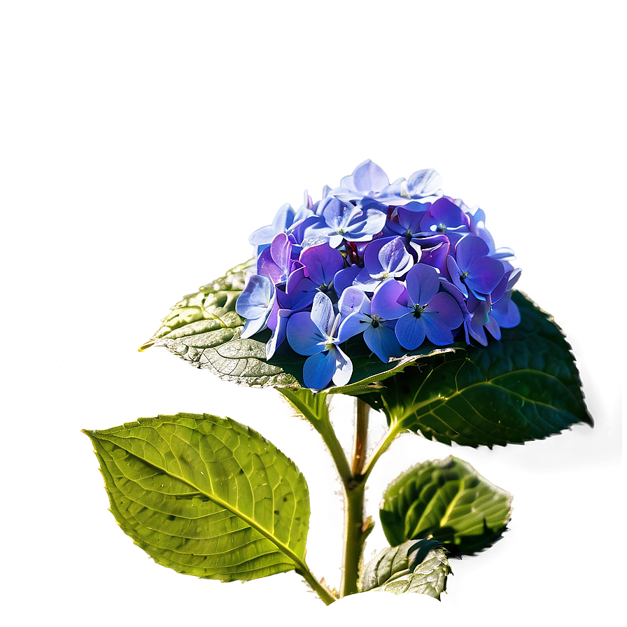 Hydrangea In Sunlight Png Pbs PNG image