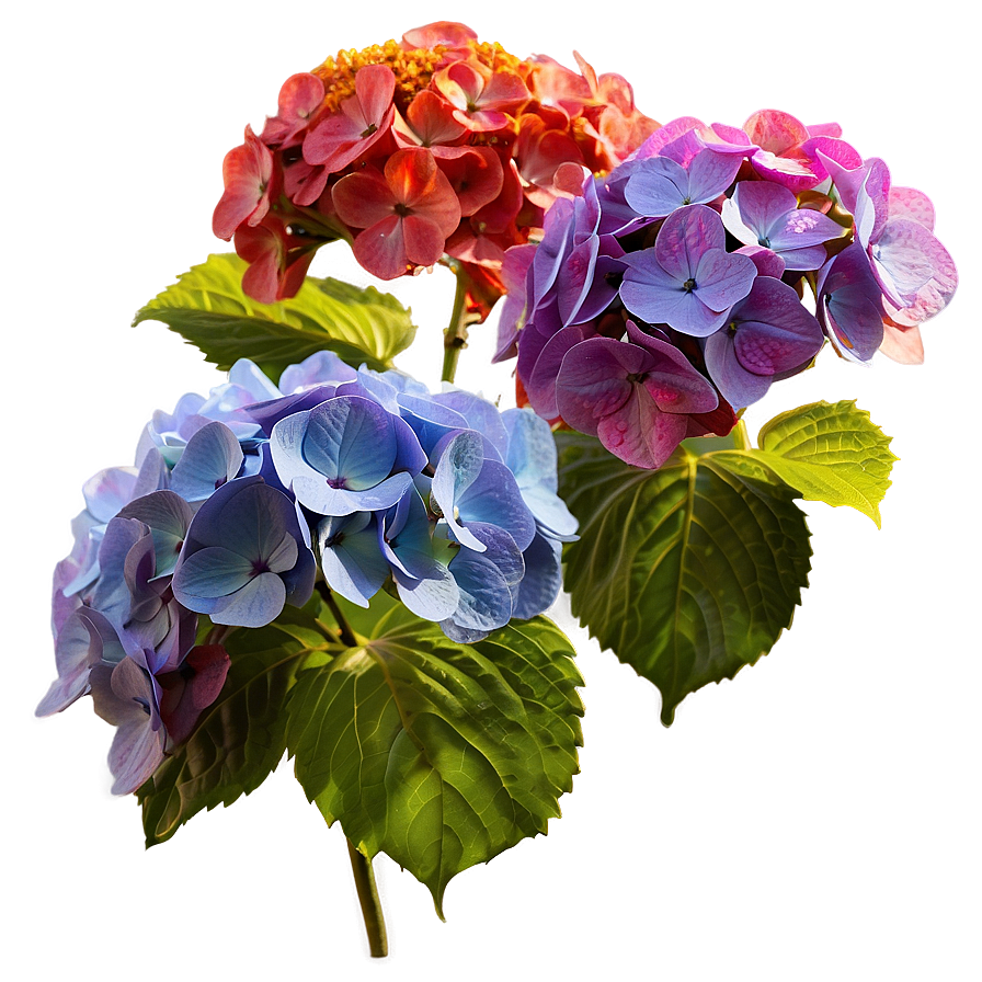 Hydrangea In Sunlight Png Xjb64 PNG image