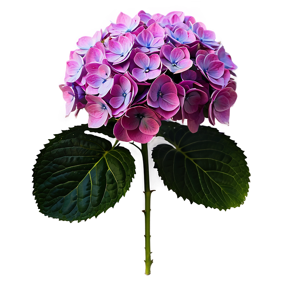 Hydrangea Macrophylla Png 40 PNG image