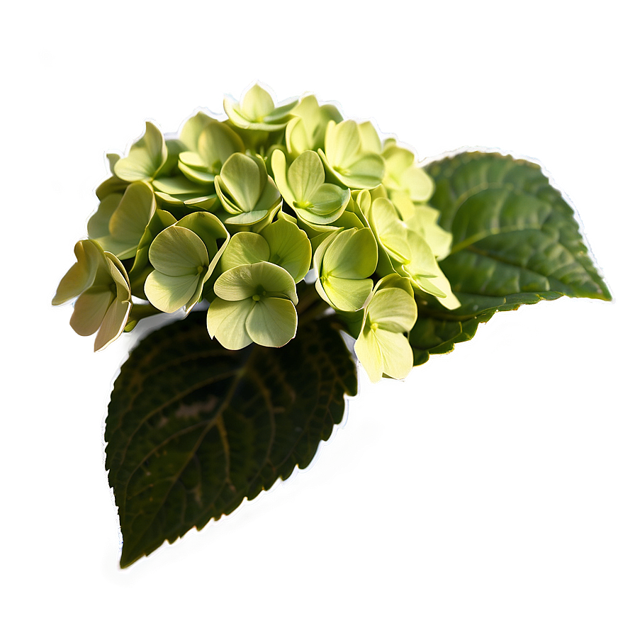 Hydrangea Mosaic Png 05242024 PNG image