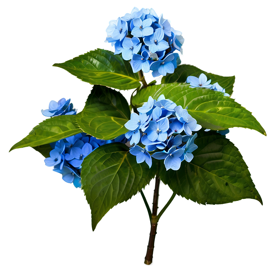Hydrangea Mosaic Png 40 PNG image