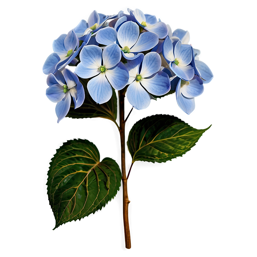 Hydrangea Pattern Png 37 PNG image