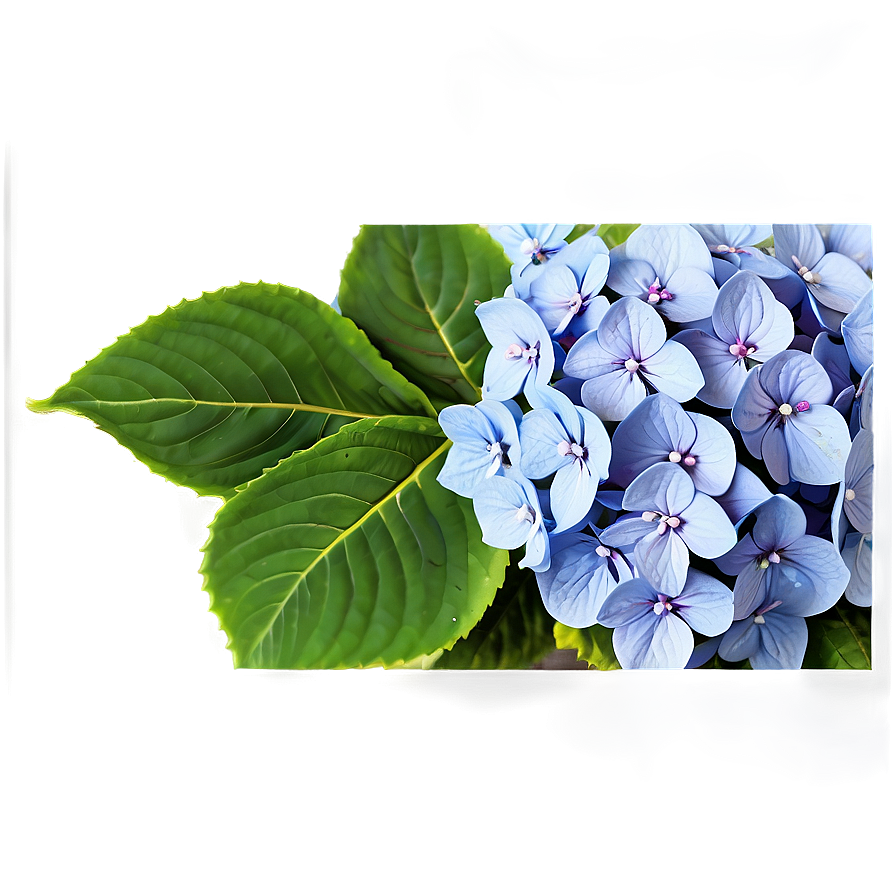 Hydrangea Pattern Png Xjt23 PNG image