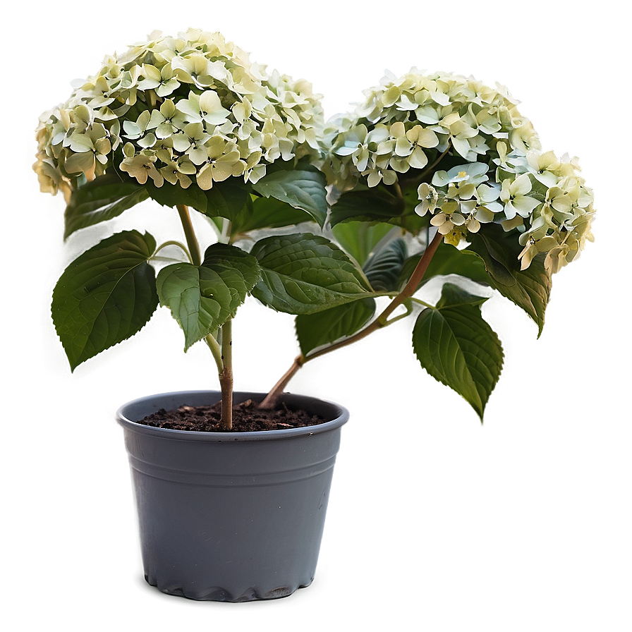 Hydrangea Shrub Png Msv75 PNG image